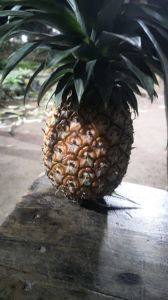 Fresh Pineapple