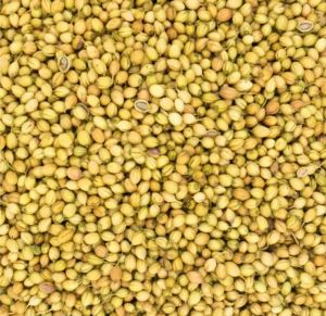 Coriander Seeds