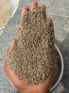 Singapore Quality Cumin Seeds