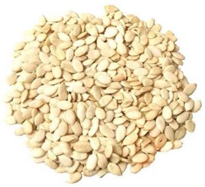 Hybrid Watermelon Seeds