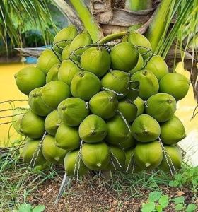 Tender Green Coconut