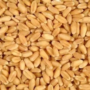 High Protein Durum Wheat