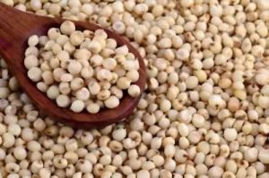 Polished Sorghum Jowar Grain