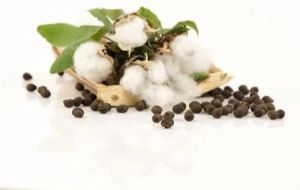 Raw Ginned Seed Cotton Bulk