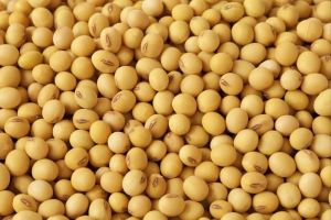 Yellow Whole Soybeans