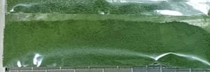Dehydrated Spinach Powder