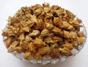 Dried Brown A Grade Gokhru Seed