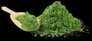 Green Giloy Extract Powder