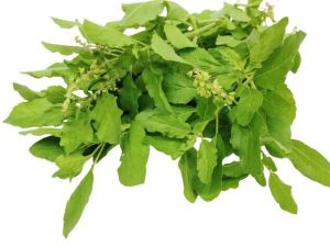 Pure Dried Tulsi Leaf