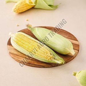 Fresh Corn