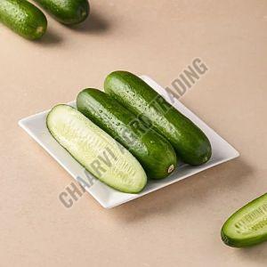Fresh Cucumber