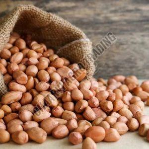 Groundnut Seed