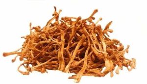 Caterpillar Fungus Cordyceps Militaris