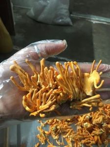 Dark Orange Cordyceps Militaris