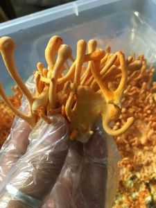 Dark Orange Cordyceps Militaris