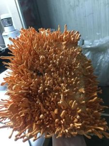Dark Orange Cordyceps Militaris