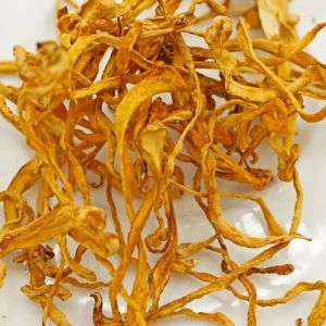 Caterpillar Fungus Cordyceps Militaris