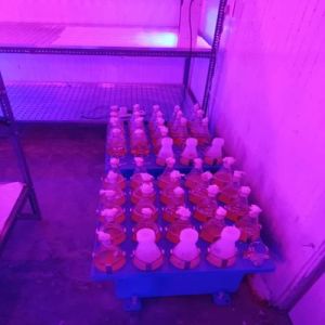 Cordyceps Militaris Spawn