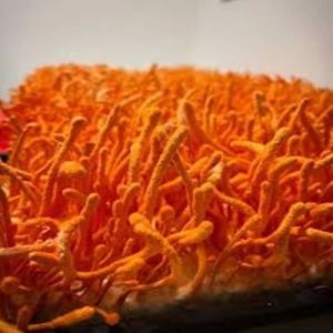 Dark Orange Cordyceps Militaris