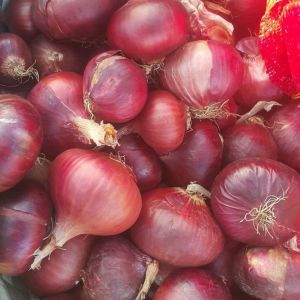 Fresh Red Onion