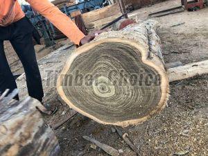 Burma Teak Wood Cut Size Logs