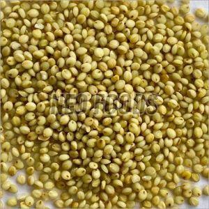 Brown Top Millet