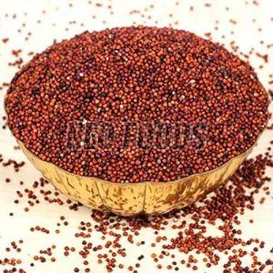 Finger Millet