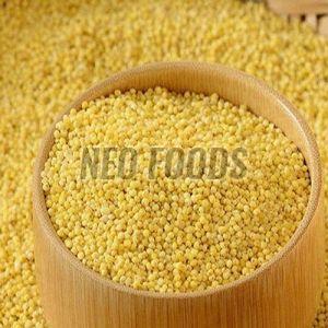 Foxtail Millet