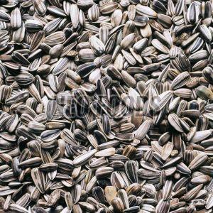 Sunflower Seeds