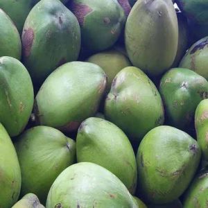A Grade Green Fresh Coconut