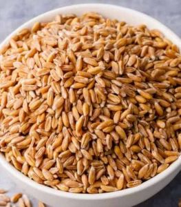 Golden A Grade Wheat Grain