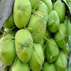 A Grade Solid Tender Coconut