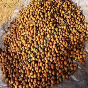 Natural Raw Areca Nuts