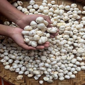 4 Plus Suta Phool Makhana