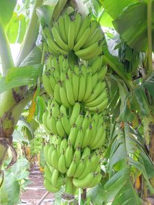 Fresh Green Banana