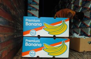 Fresh Green Banana