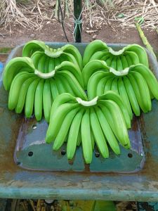 Fresh Green Banana