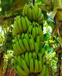 a Grade Green Banana