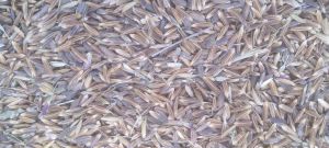 Pure Black Paddy Seeds