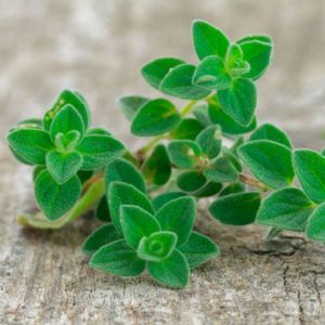Oregano Leaves