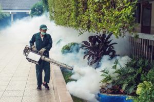 Smoke Pest Control Service