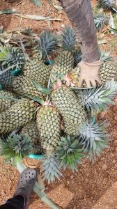 Fresh Pineapple