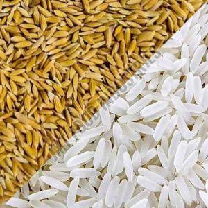 Katarni Non Basmati Rice