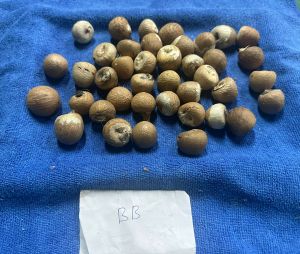 Organic Betel Nuts