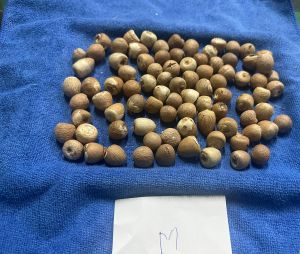 Organic Betel Nuts