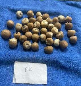 Organic Betel Nuts