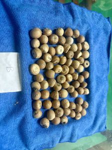Organic Betel Nuts