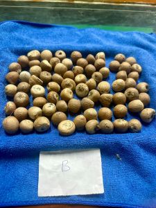 Organic Betel Nuts