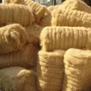 Coir Fibre