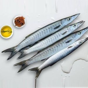 Fresh Barracuda Fish
